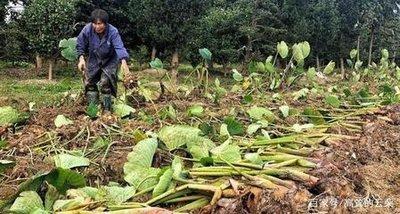 农家种植香芋的方法与增产_香芋室内种植技术_如何种植香芋