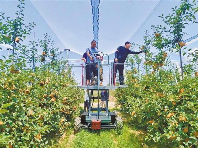 小苹果种植技术_致富种植小苹果图片_小苹果种植致富