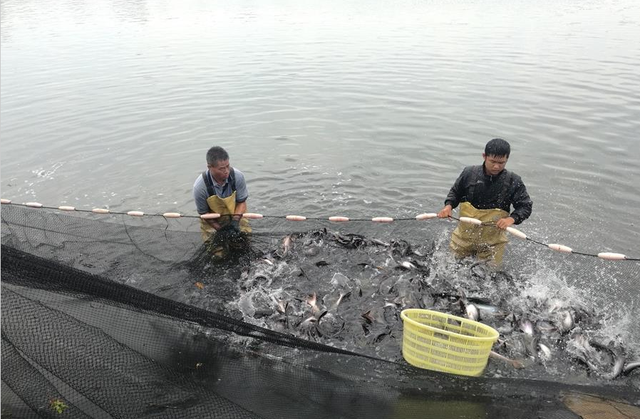 致富经黎德海芒鱼_致富经黎德海芒鱼_致富经黎德海芒鱼