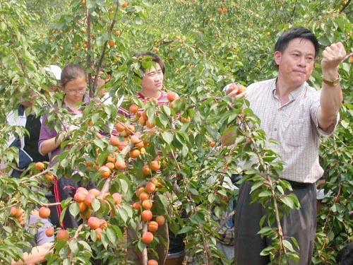 农民种植苹果致富_致富种植农民苹果图片大全_致富种植农民苹果视频