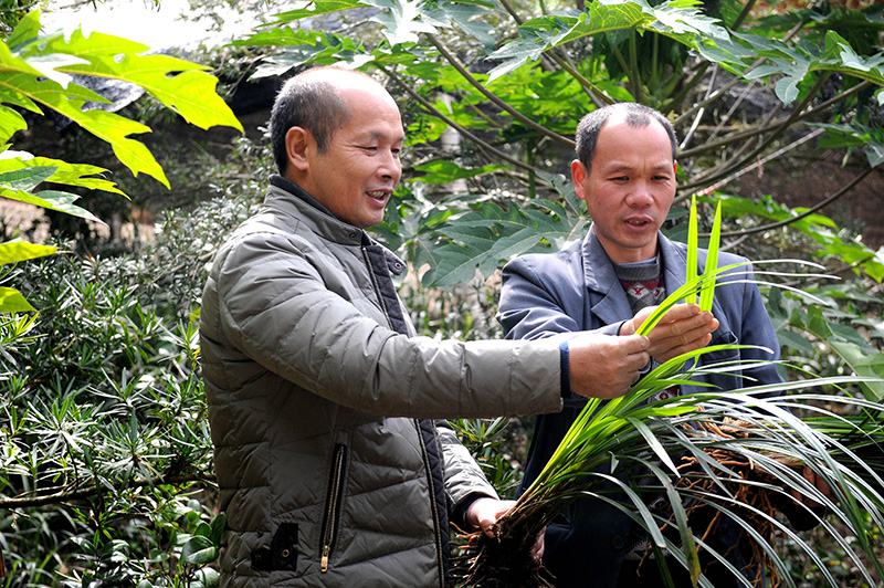 农村致富项目种植业_致富种植地方有哪些_种植致富的地方