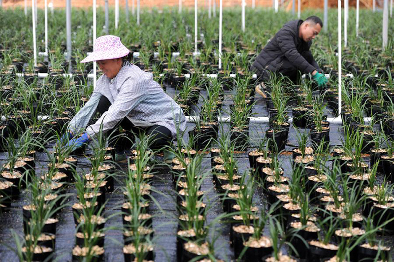 种植致富的地方_农村致富项目种植业_致富种植地方有哪些