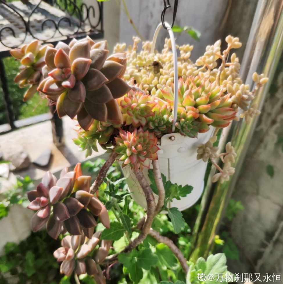 花卉大岩桐养殖技术_花卉大岩桐的养殖特点_大岩桐花期养护