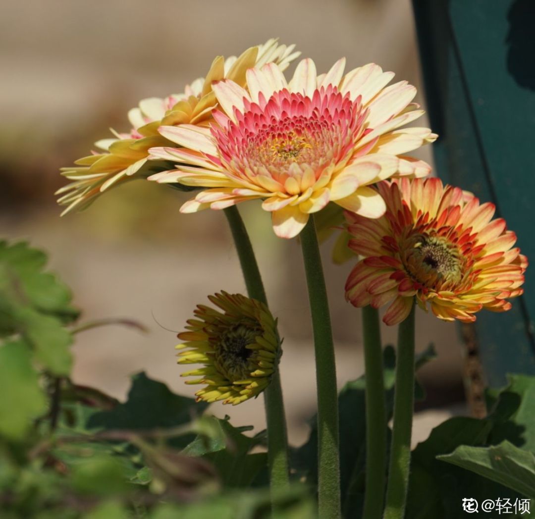 花卉大岩桐养殖技术_花卉大岩桐的养殖特点_大岩桐花期养护