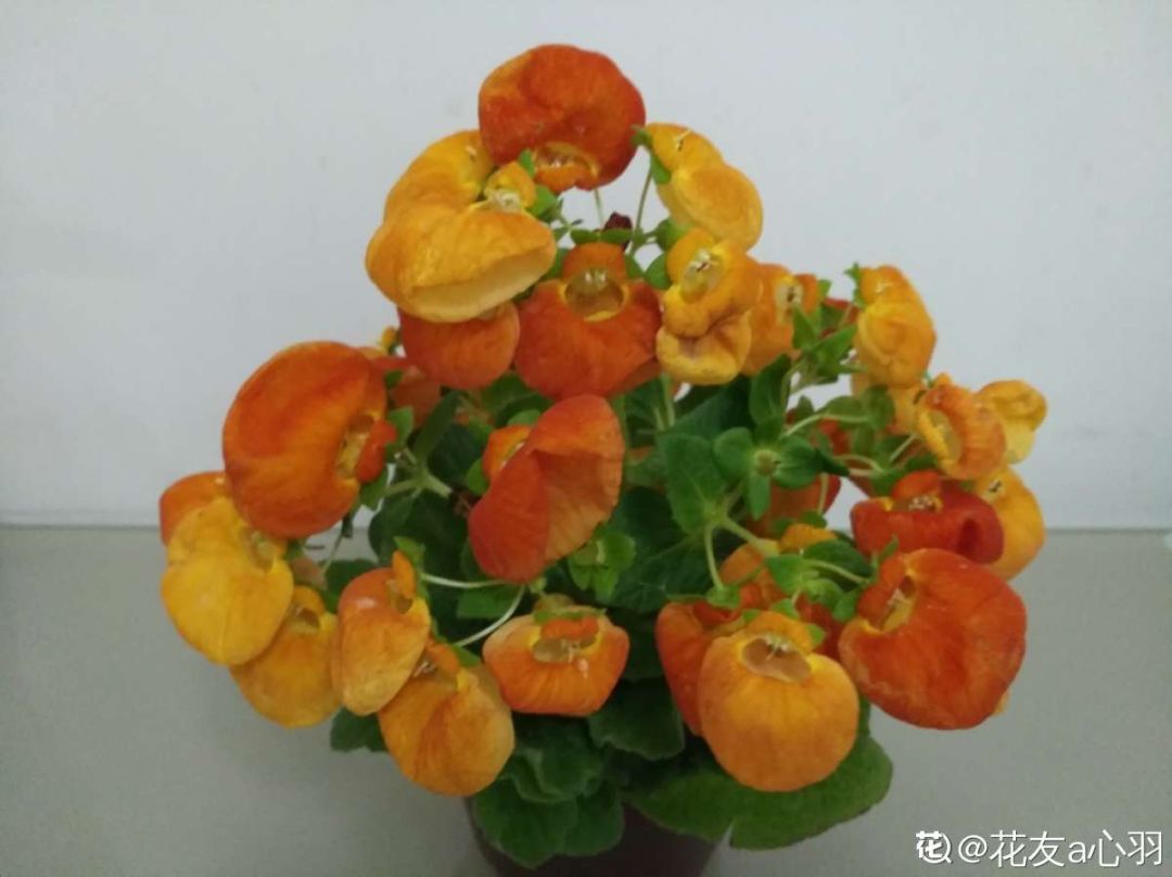 大岩桐花期养护_花卉大岩桐的养殖特点_花卉大岩桐养殖技术