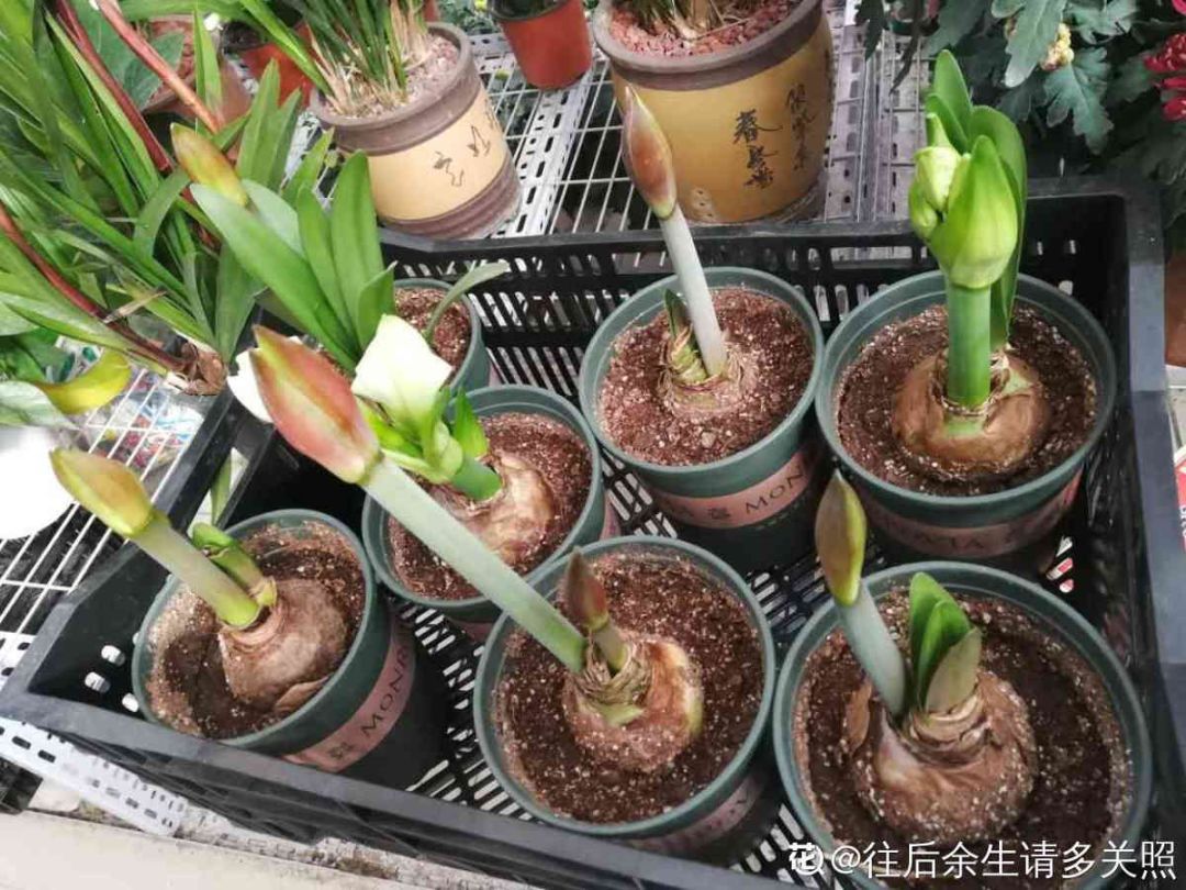 花卉大岩桐的养殖特点_大岩桐花期养护_花卉大岩桐养殖技术