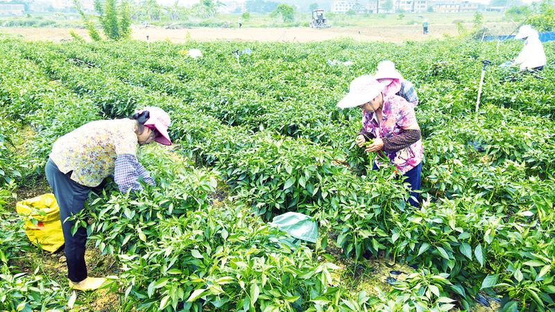 线椒种植致富_线椒种植利润_致富椒种植线路图片