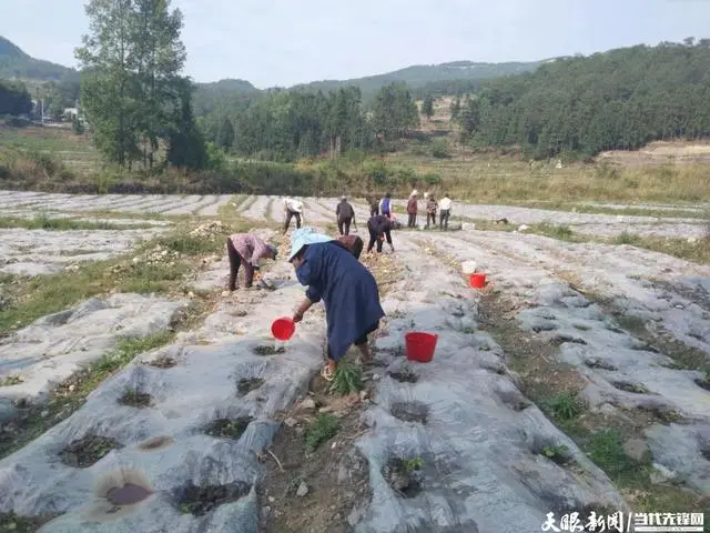 线椒种植致富_致富椒种植线路图_致富经辣椒种植视频