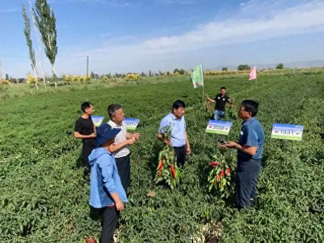 农业节目致富经种植辣椒_致富椒种植线路图_线椒种植致富