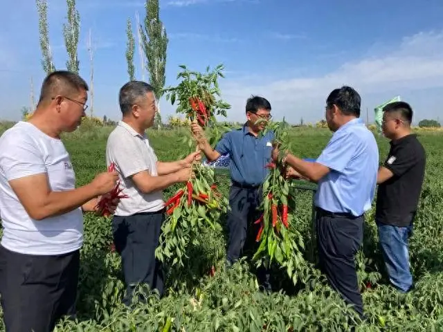 农业节目致富经种植辣椒_致富椒种植线路图_线椒种植致富