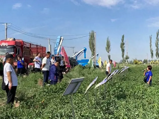 致富椒种植线路图_线椒种植致富_农业节目致富经种植辣椒