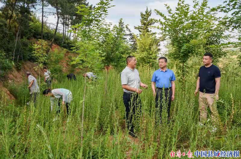 河南南召县崔庄乡：中药材种植成为山区群众“致富宝”