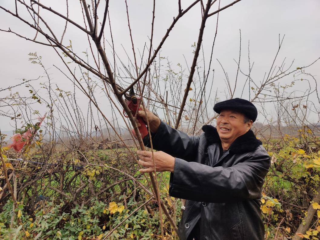 致富种植农民苹果图片_致富种植农民苹果图片大全_农民种植苹果致富