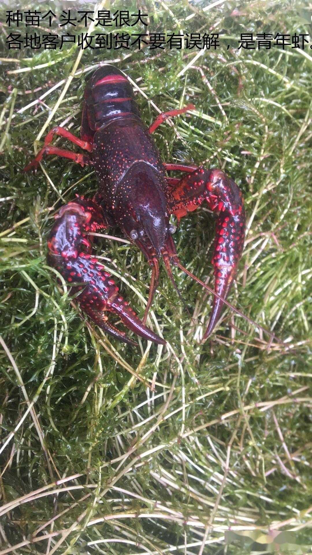 海水养殖龙虾_海里龙虾养殖技术_海水养殖龙虾前景怎么样