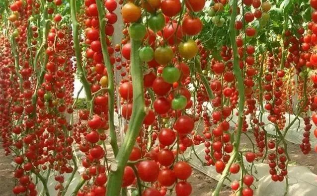 致富经蔬菜种植视频_致富经种蔬菜种出千万财富_种植新奇蔬菜致富