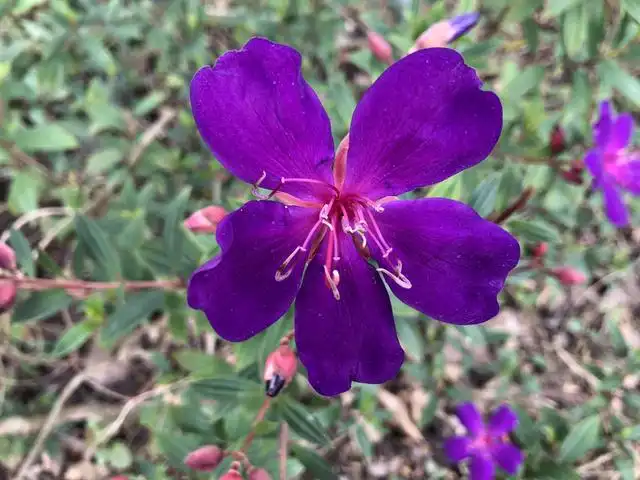 大岩桐花期养护_花卉大岩桐养殖技术_夏季养大岩桐花方法和技巧