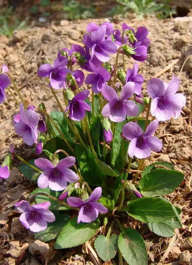 花卉大岩桐养殖技术_大岩桐花期养护_夏季养大岩桐花方法和技巧