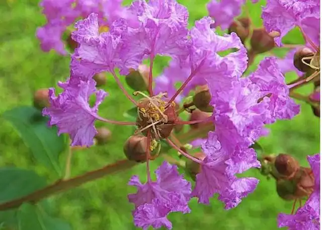 夏季养大岩桐花方法和技巧_花卉大岩桐养殖技术_大岩桐花期养护