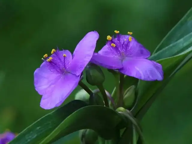 大岩桐花期养护_花卉大岩桐养殖技术_夏季养大岩桐花方法和技巧