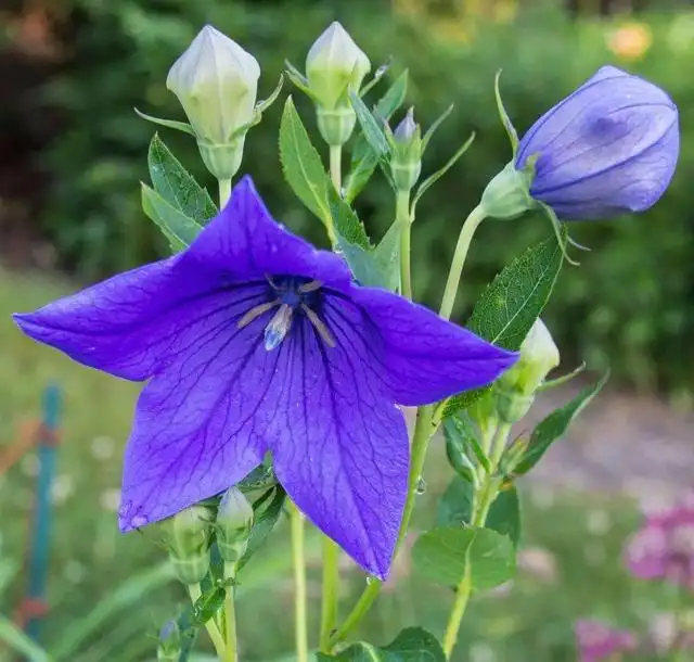 大岩桐花期养护_夏季养大岩桐花方法和技巧_花卉大岩桐养殖技术