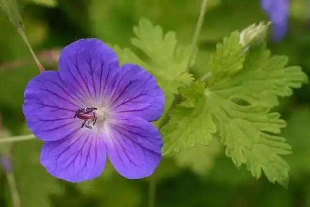 花卉大岩桐养殖技术_大岩桐花期养护_夏季养大岩桐花方法和技巧