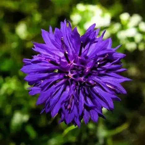 大岩桐花期养护_夏季养大岩桐花方法和技巧_花卉大岩桐养殖技术