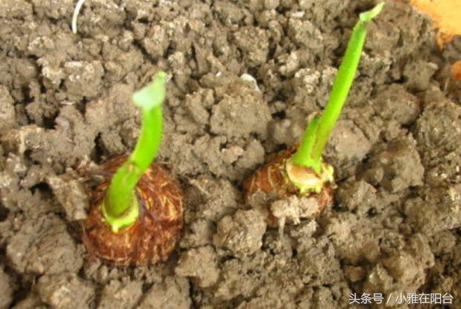 如何种植香芋_室内种植香芋技术视频_香芋室内种植技术