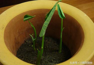 室内种植香芋技术视频_如何种植香芋_香芋室内种植技术