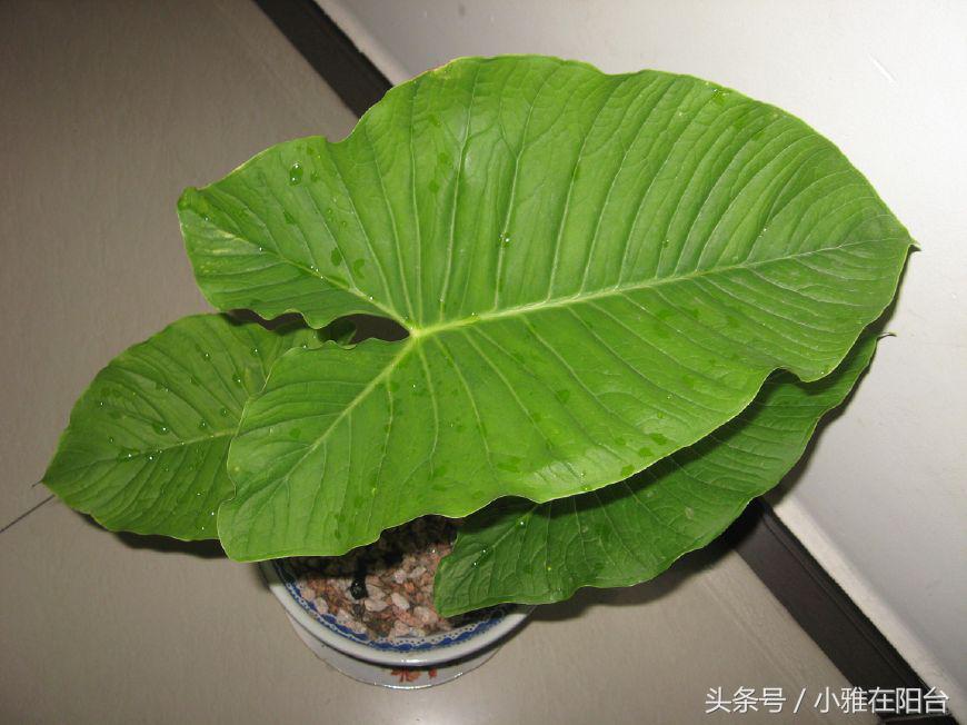 室内种植香芋技术视频_香芋室内种植技术_如何种植香芋