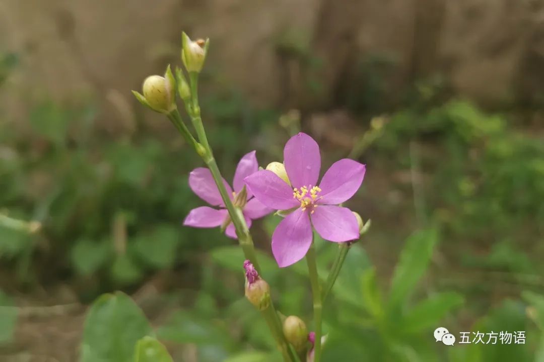 种蔬菜致富经_种植新奇蔬菜致富_农村种植蔬菜致富方案