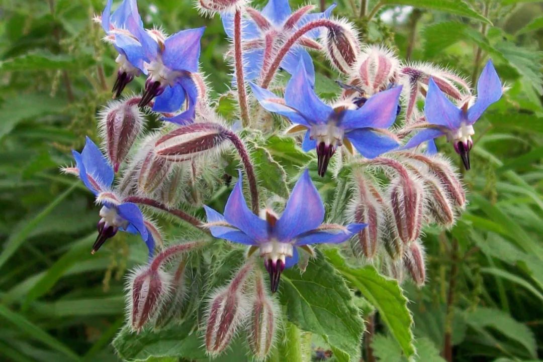 农村种植蔬菜致富方案_种蔬菜致富经_种植新奇蔬菜致富