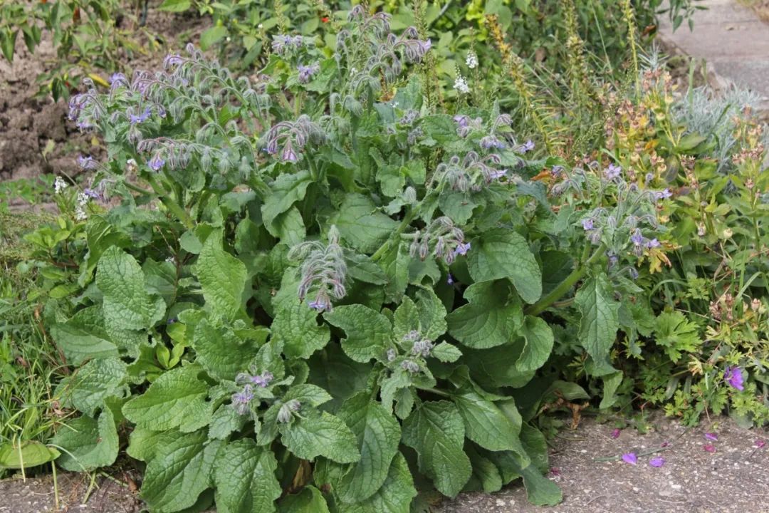 种蔬菜致富经_种植新奇蔬菜致富_农村种植蔬菜致富方案