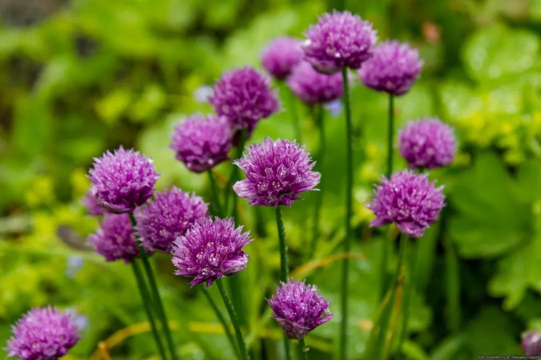 种植新奇蔬菜致富_农村种植蔬菜致富方案_种蔬菜致富经