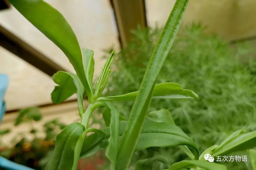 种蔬菜致富经_种植新奇蔬菜致富_农村种植蔬菜致富方案