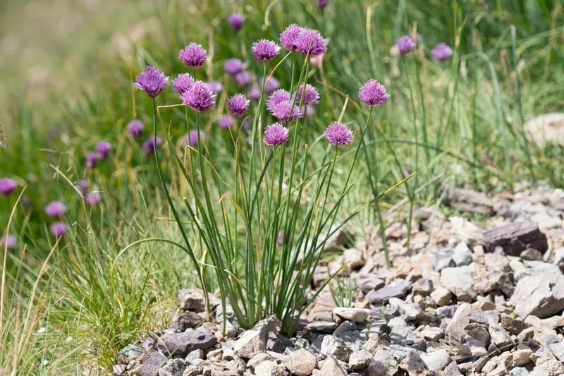 种蔬菜致富经_农村种植蔬菜致富方案_种植新奇蔬菜致富