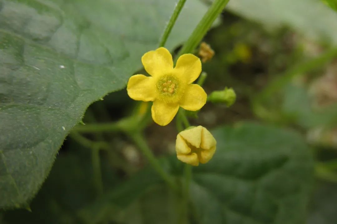 农村种植蔬菜致富方案_种蔬菜致富经_种植新奇蔬菜致富