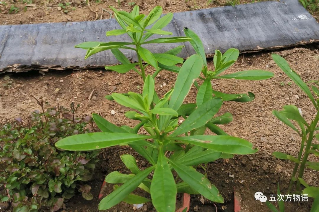 种植新奇蔬菜致富_农村种植蔬菜致富方案_种蔬菜致富经