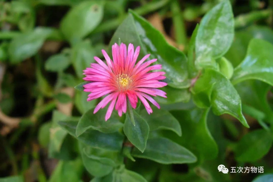 农村种植蔬菜致富方案_种植新奇蔬菜致富_种蔬菜致富经