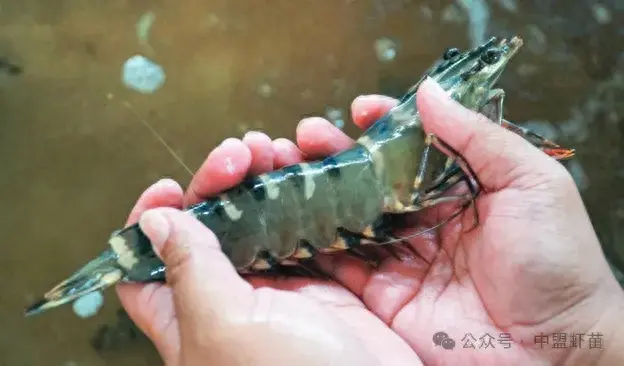 降低虾饲料成本，又出新招！它是养虾赚钱的一大法门？