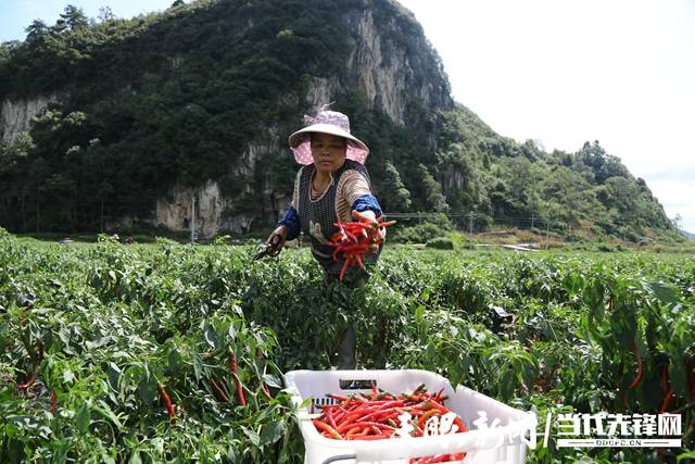 致富种植农业三原项目介绍_致富种植农业三原项目有哪些_三原农业种植致富项目