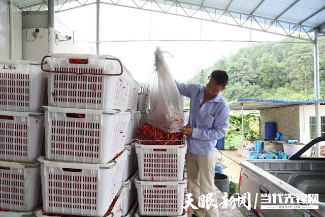 致富种植农业三原项目有哪些_致富种植农业三原项目介绍_三原农业种植致富项目