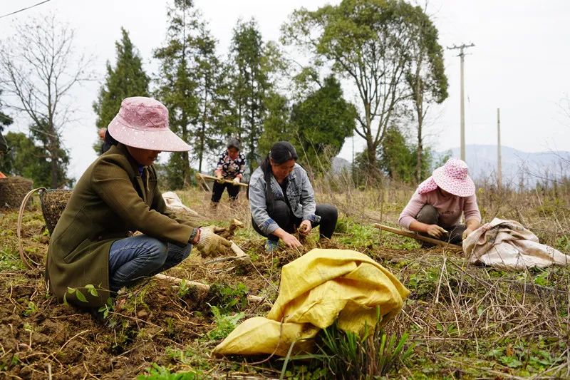 黄精种植致富新闻_黄精种植致富新闻_黄精种植致富新闻