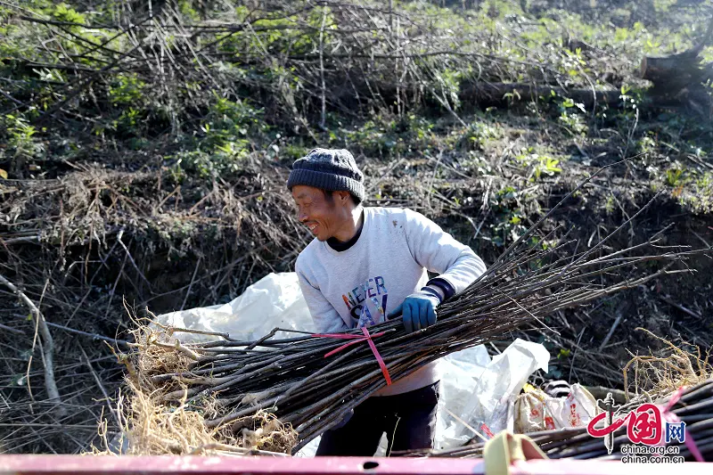 黄精种植致富新闻_黄精种植致富新闻_黄精种植致富新闻