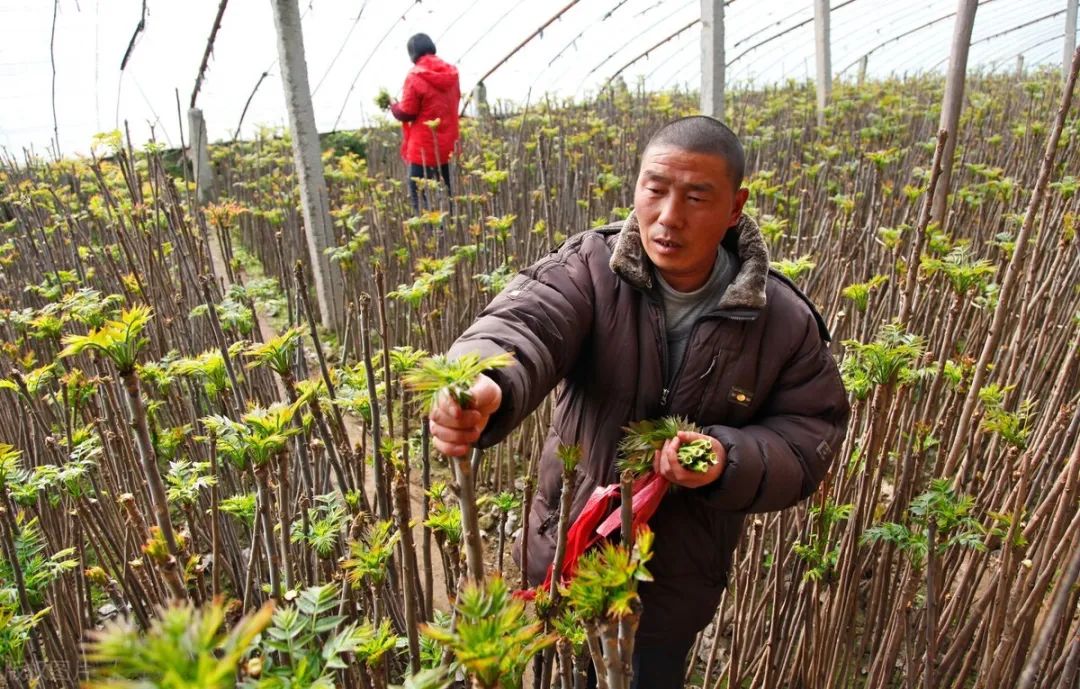 农村大哥靠种这种蔬菜发家致富，1亩地种8000株，卖20元一斤，年赚20万！