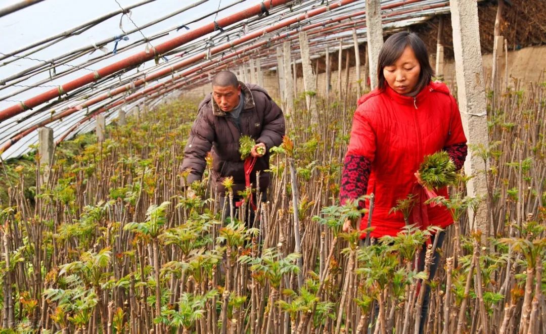 种蔬菜致富经_致富经蔬菜种植视频_种植新奇蔬菜致富