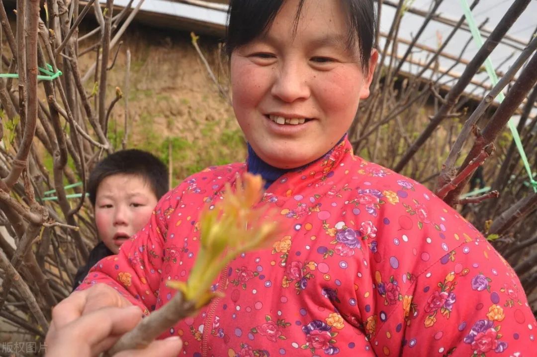 致富经蔬菜种植视频_种植新奇蔬菜致富_种蔬菜致富经