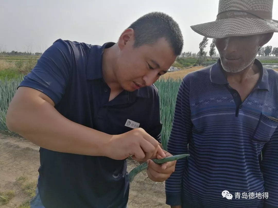 种大葱致富_致富经小葱种植_致富经大葱