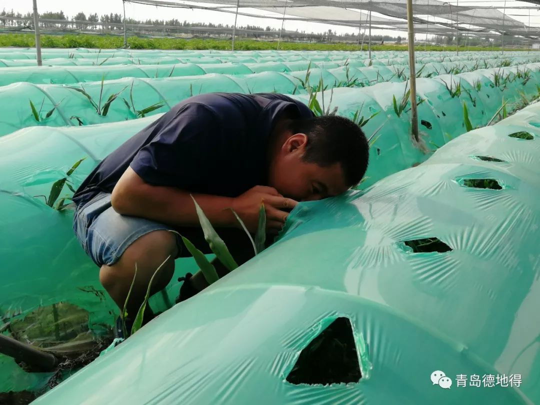 致富经小葱种植_种大葱致富_致富经大葱