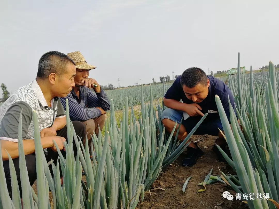 致富经小葱种植_种大葱致富_致富经大葱