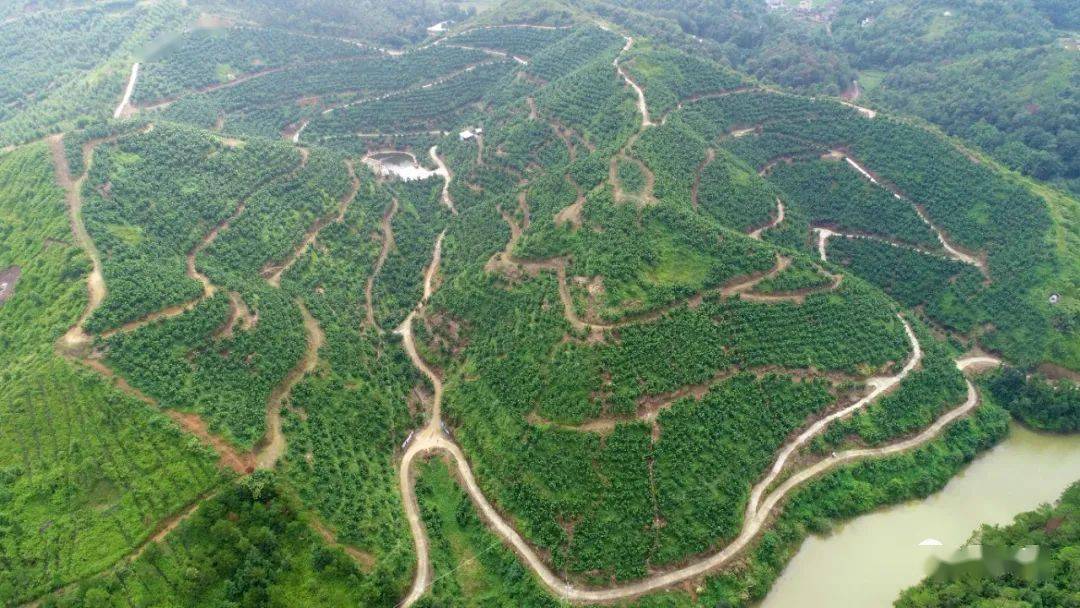 柚子种植园_柚子种植致富新闻_柚子种植前景